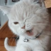 hehe meow 11