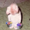 hehe meow 13