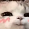 hehe meow 15