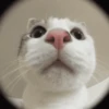 hehe meow 16
