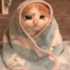 hehe meow 17
