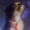 hehe meow 19
