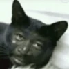 hehe meow 21
