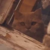 Meow 7