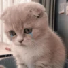 hehe meow 24