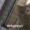 Meow 8
