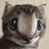 hehe meow 28