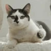 hehe meow 30