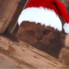 Meow 12