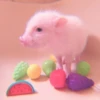 ≛ ૮₍ bAby pigs ₎ა @diarymonchyz 5