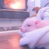 ≛ ૮₍ bAby pigs ₎ა @diarymonchyz 7
