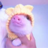 ≛ ૮₍ bAby pigs ₎ა @diarymonchyz 8