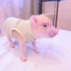 ≛ ૮₍ bAby pigs ₎ა @diarymonchyz 11