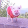 ≛ ૮₍ bAby pigs ₎ა @diarymonchyz 13