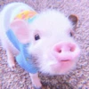 ≛ ૮₍ bAby pigs ₎ა @diarymonchyz 14