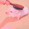 ≛ ૮₍ bAby pigs ₎ა @diarymonchyz 15