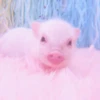 ≛ ૮₍ bAby pigs ₎ა @diarymonchyz 16