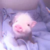 ≛ ૮₍ bAby pigs ₎ა @diarymonchyz 17
