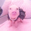 ≛ ૮₍ bAby pigs ₎ა @diarymonchyz 18