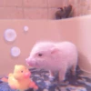 ≛ ૮₍ bAby pigs ₎ა @diarymonchyz 19