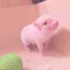 ≛ ૮₍ bAby pigs ₎ა @diarymonchyz 20