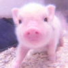 ≛ ૮₍ bAby pigs ₎ა @diarymonchyz 21