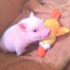 ≛ ૮₍ bAby pigs ₎ა @diarymonchyz 22