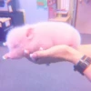 ≛ ૮₍ bAby pigs ₎ა @diarymonchyz 23