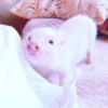 ≛ ૮₍ bAby pigs ₎ა @diarymonchyz 24