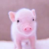 ≛ ૮₍ bAby pigs ₎ა @diarymonchyz 25