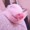 ≛ ૮₍ bAby pigs ₎ა @diarymonchyz 27