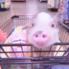 ≛ ૮₍ bAby pigs ₎ა @diarymonchyz 28