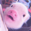≛ ૮₍ bAby pigs ₎ა @diarymonchyz 29