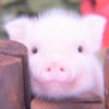 ≛ ૮₍ bAby pigs ₎ა @diarymonchyz 30