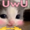 hehe cat 6