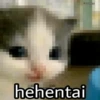 hehe cat 7