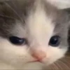 hehe cat 8