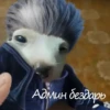 Админ бездарь