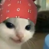 hehe cat 12