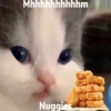 hehe cat 16