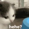 hehe cat 17