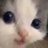 hehe cat 18
