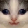 hehe cat 19