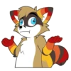 Raccoon Acelar 17