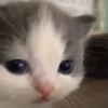 hehe cat 22