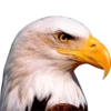 AMERICAN DEMOCRATYA 7
