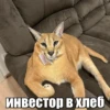 Bebra mix banano 11