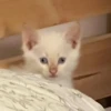 Red Point Siamese 2