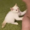 Red Point Siamese 3