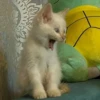 Red Point Siamese 4